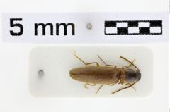 Foto (Dorsalansicht) von Megapenthes funebris (Candèze, 1881)
